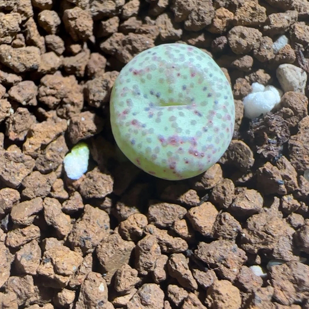 肉锥多肉植物组合-金橘876