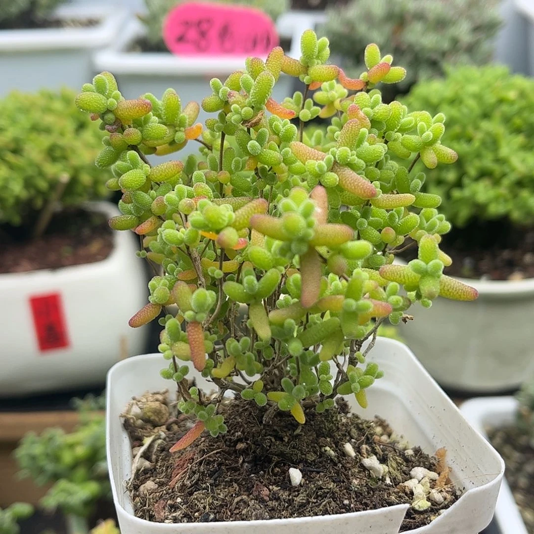 昕宝蜜桔枝干番杏优选