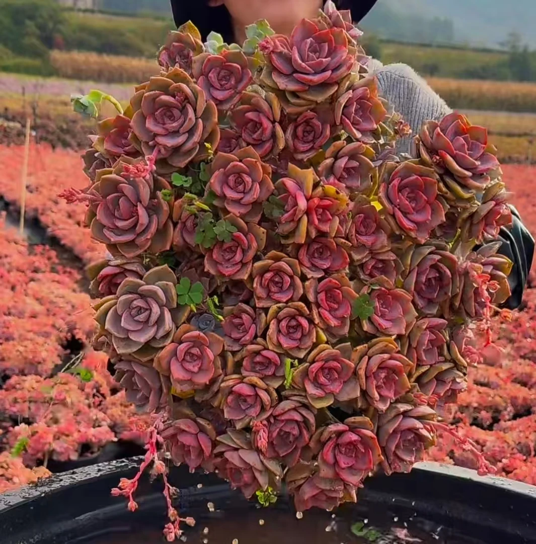 云漫多肉  HZ彩虹糖30-40cm  （晾根3-5天发货）