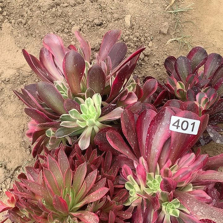 无花朵401四颗多肉植物组合4