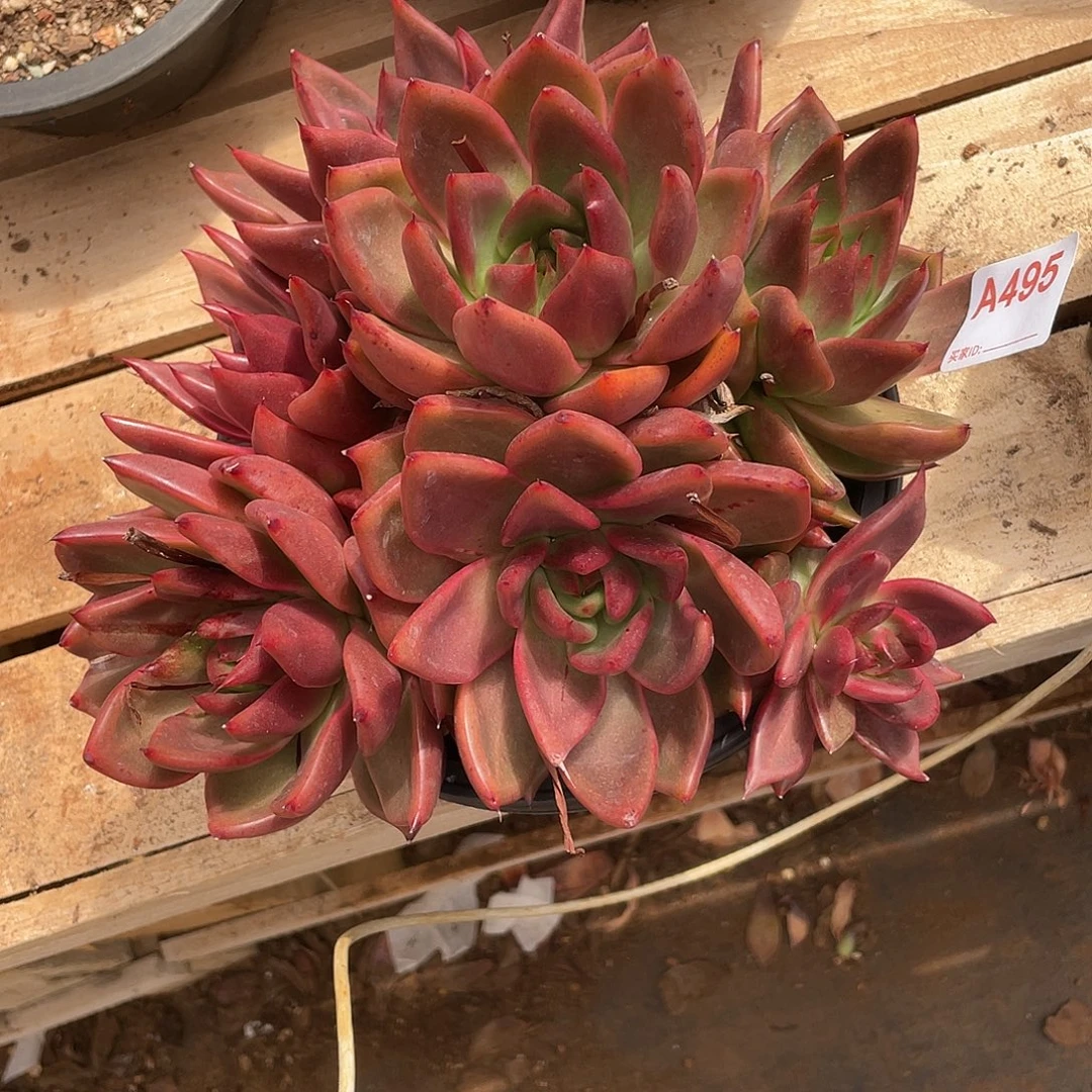 若如东云组拍A495