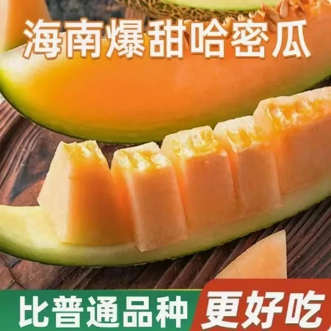 海南直发】正宗海南哈密瓜新鲜水果当季脆甜网纹瓜整箱t