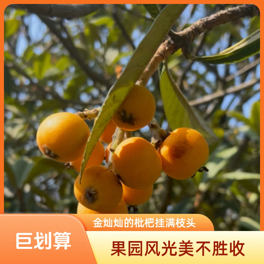 贵州深山土枇杷小鲜果枇杷农家天然自种无污染新鲜现摘应季水果