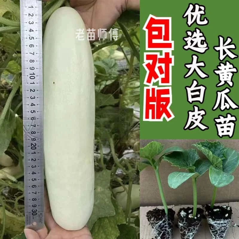 春季白黄瓜秧苗白皮黄瓜种子白不老甜脆大白瓜大个四季水果黄瓜苗