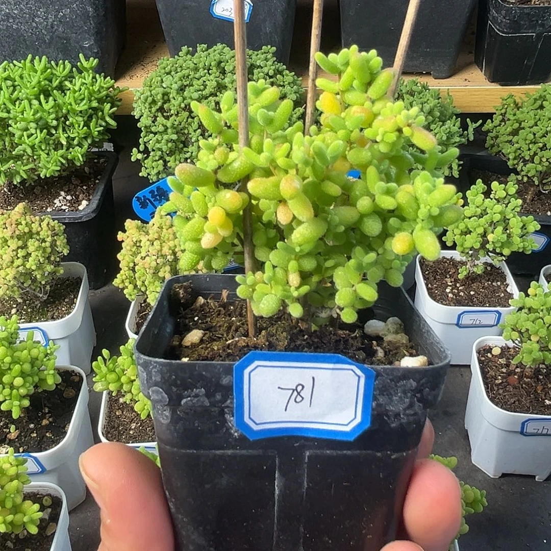 781蜜桔。