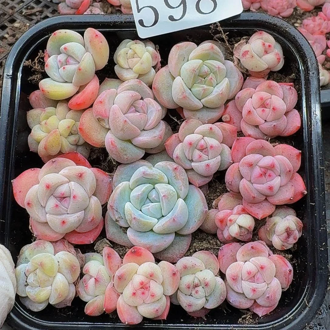 多肉植物多肉植物598