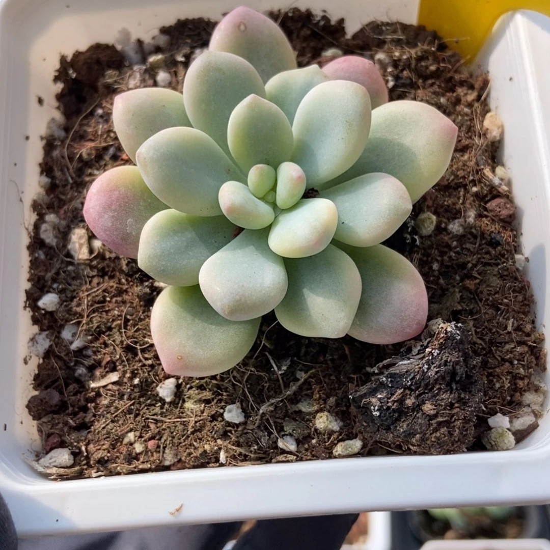897洛神锦多肉植物多肉