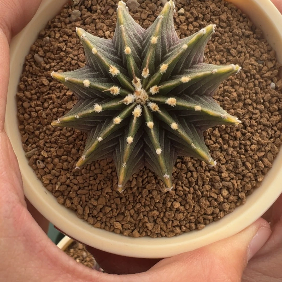 886 好看的米哈冲冲冲