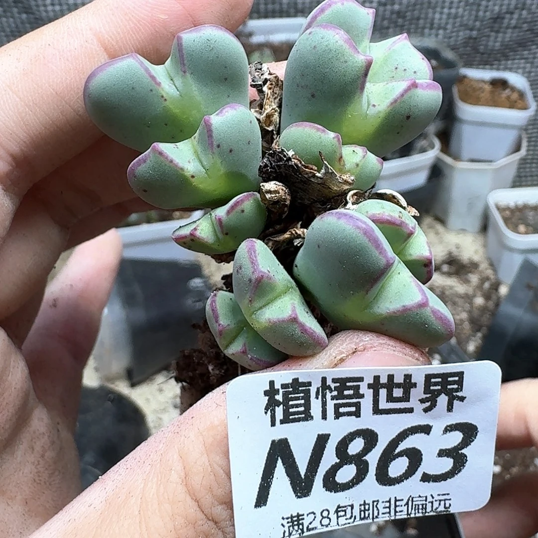 多肉植物的润泽发布