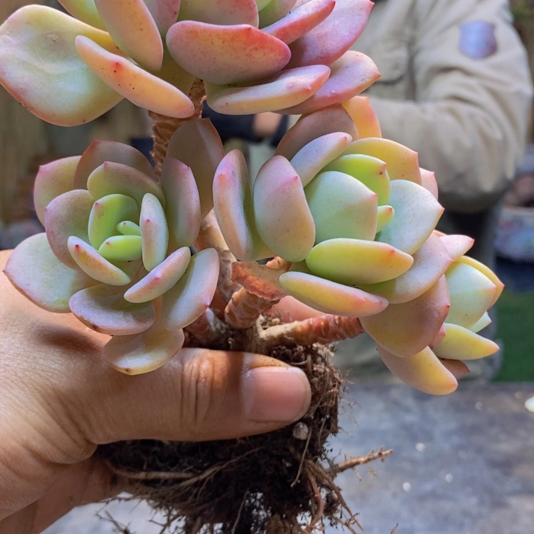 C****?149号白月光老桩