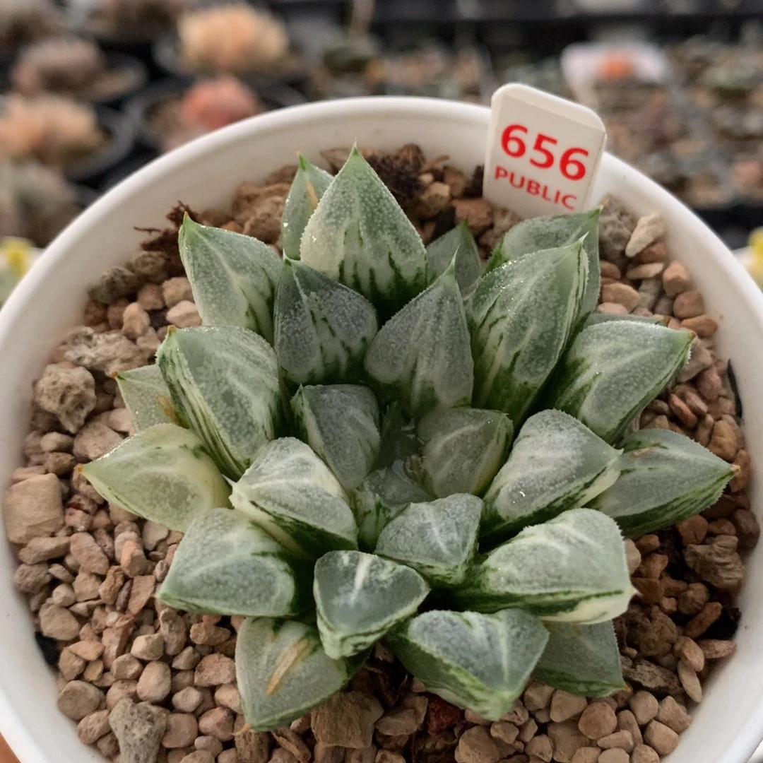 以实际为准656爱心