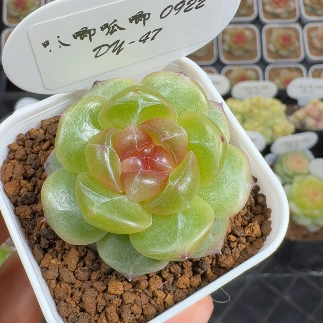 0922-47-3006单头一颗
