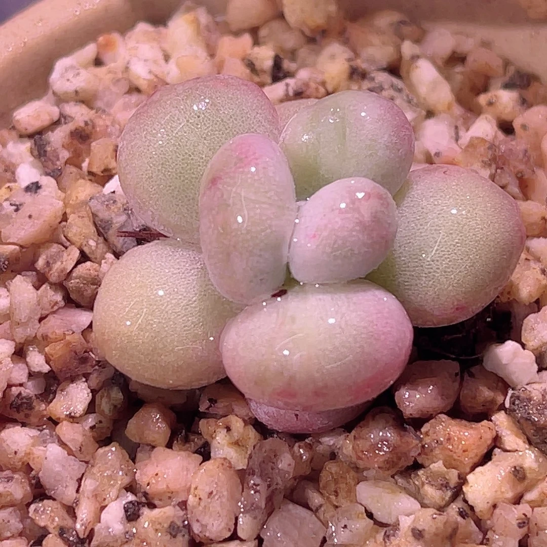 尚品园艺福利锦8265