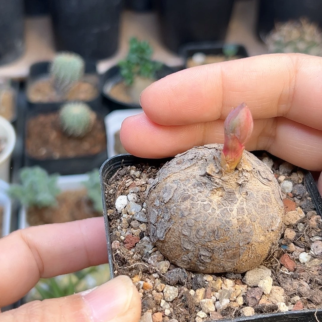 玫瑰大戟实生一颗