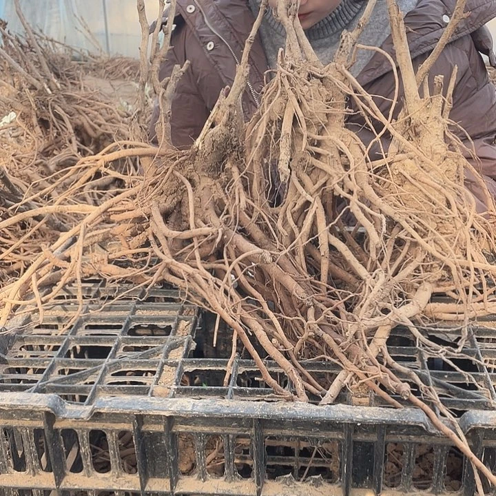 完全开放牡丹花开