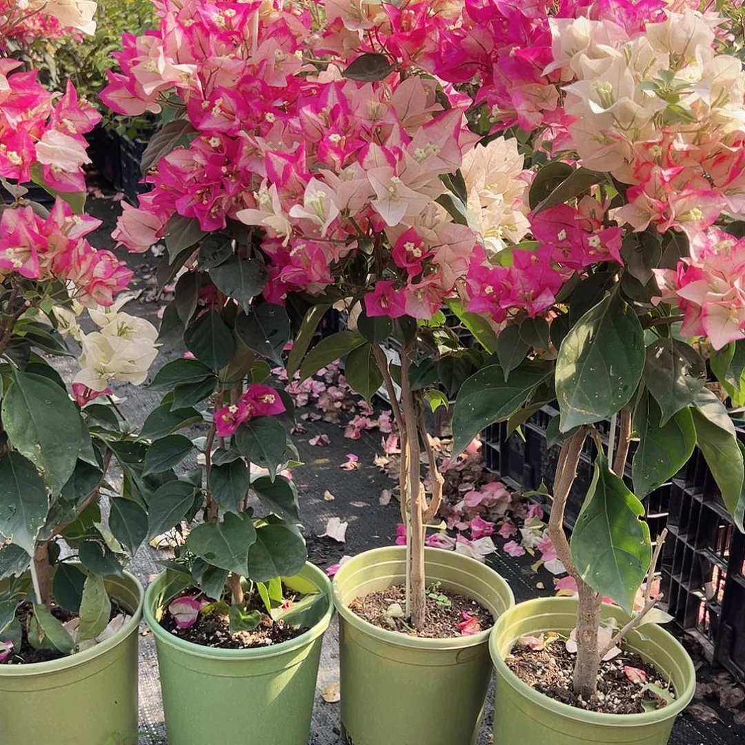 大部分花苞少量开放彩色卡雅塔带竹一颗