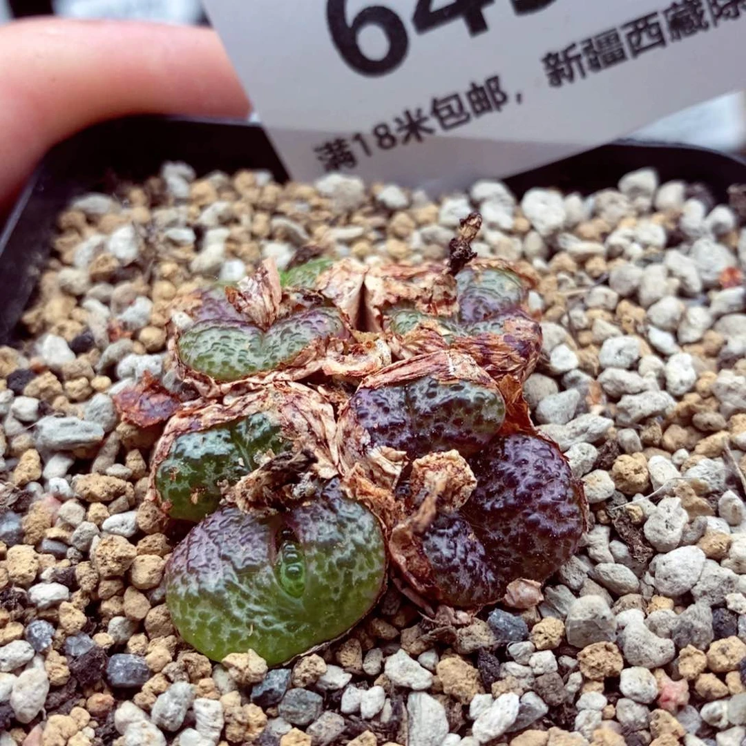 我的时候我也是个很6492