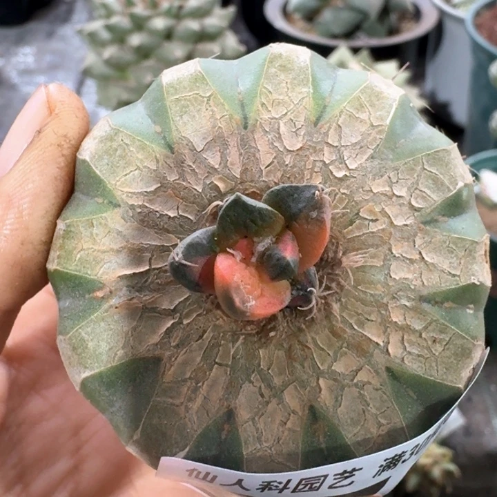 071哥斯拉花锦仙人球