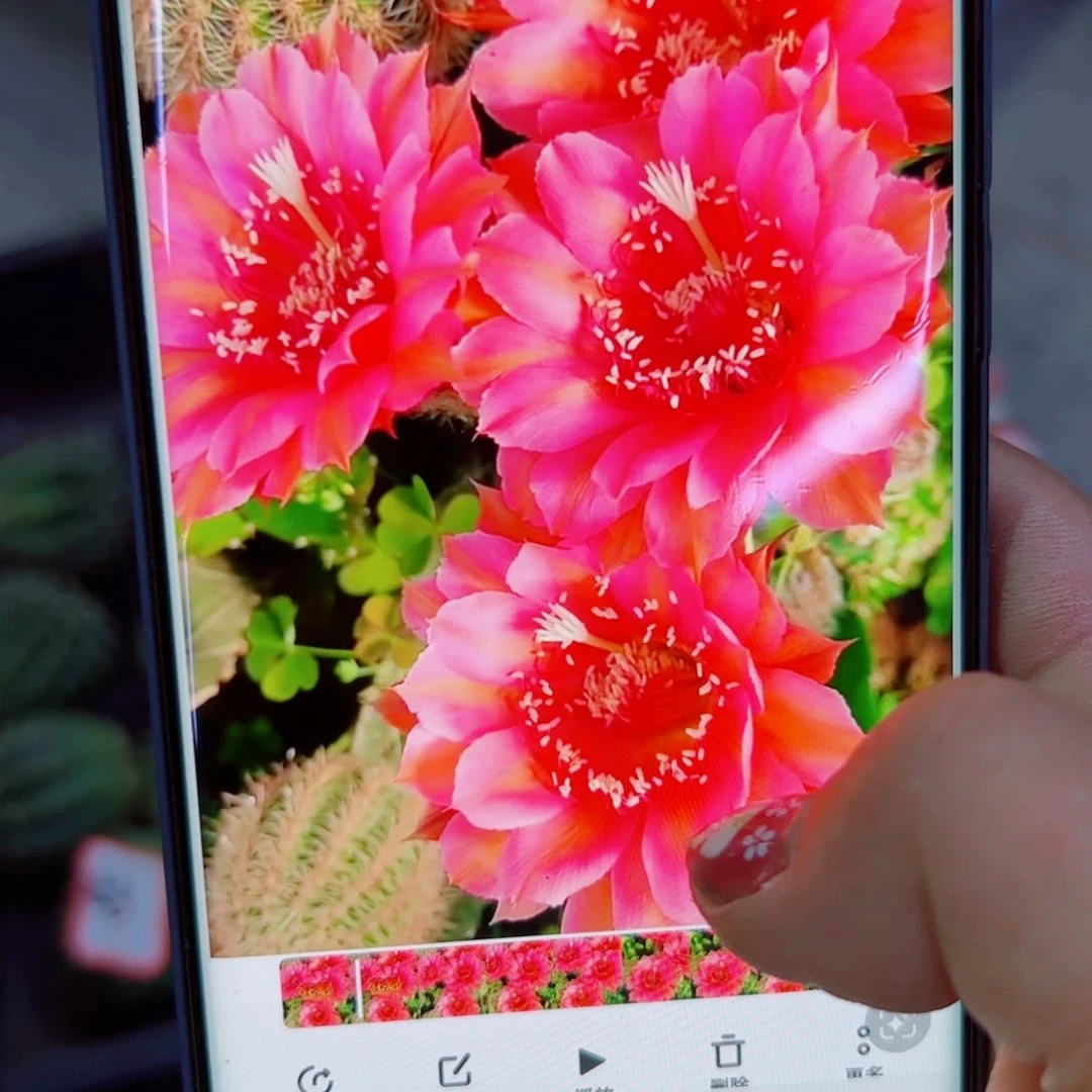 下42彩草花魁歪无根侧芽4公分左右20包邮