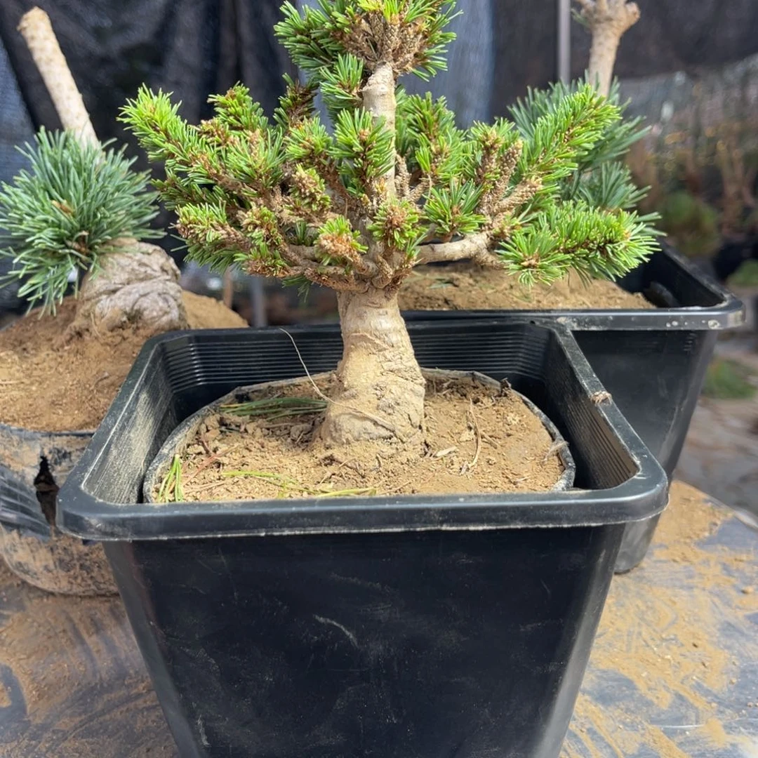 天***雨无花朵一个包邮180