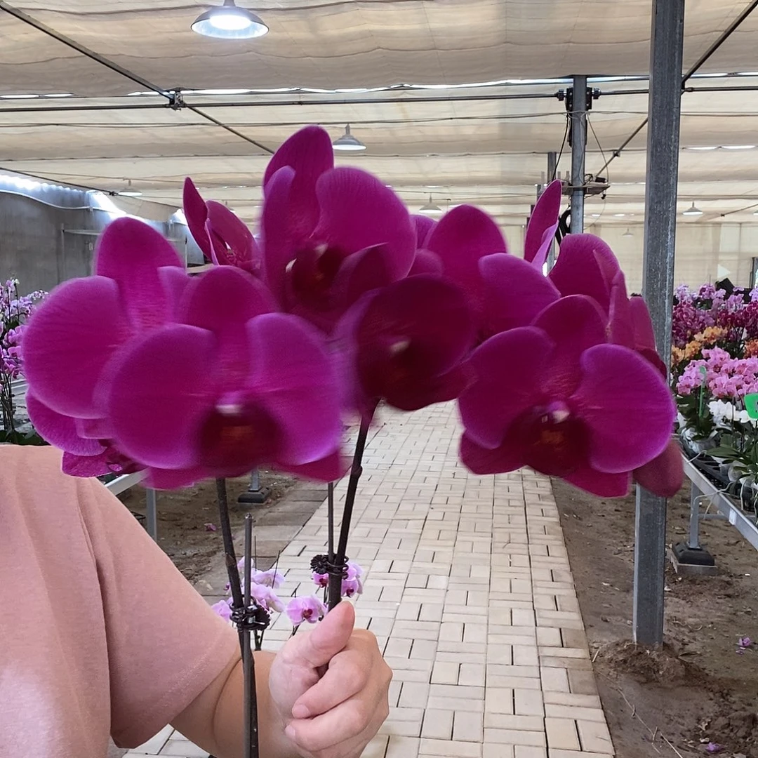 完全开放斯泰伦博斯1棵福利