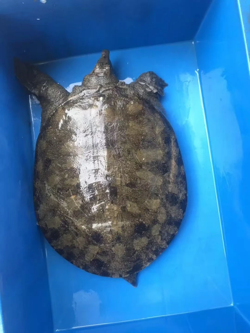 直播链接【黑背中华黑花水库甲鱼】包邮包活