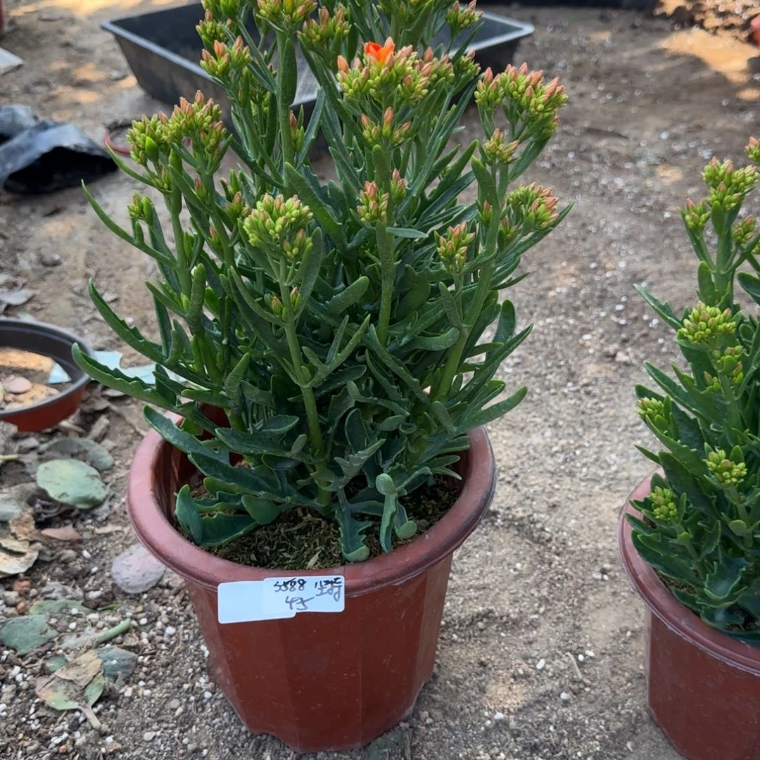 完全开放1111111111111