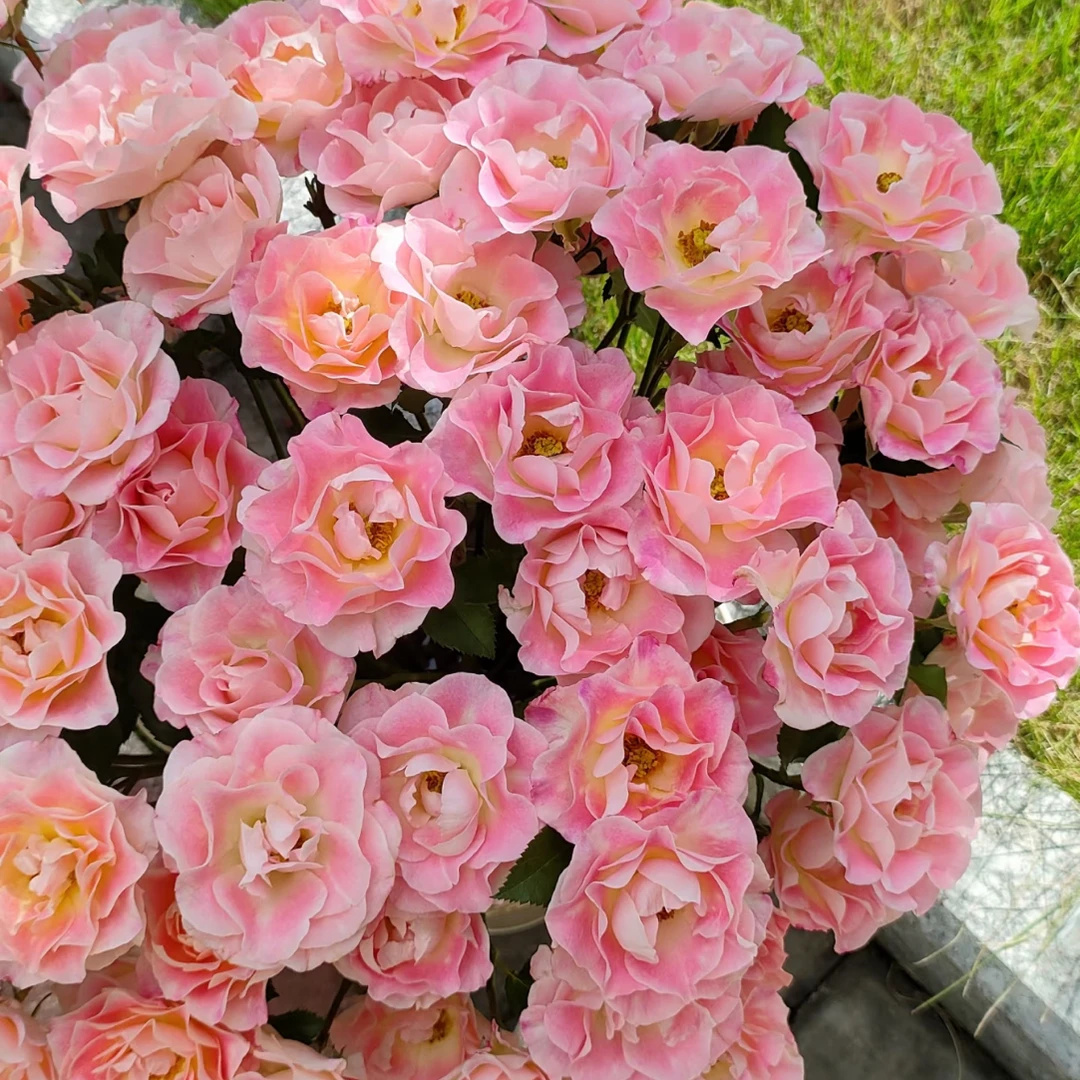 珍珠芭比-多头玫瑰（任意两单包邮，一单需要补运费）