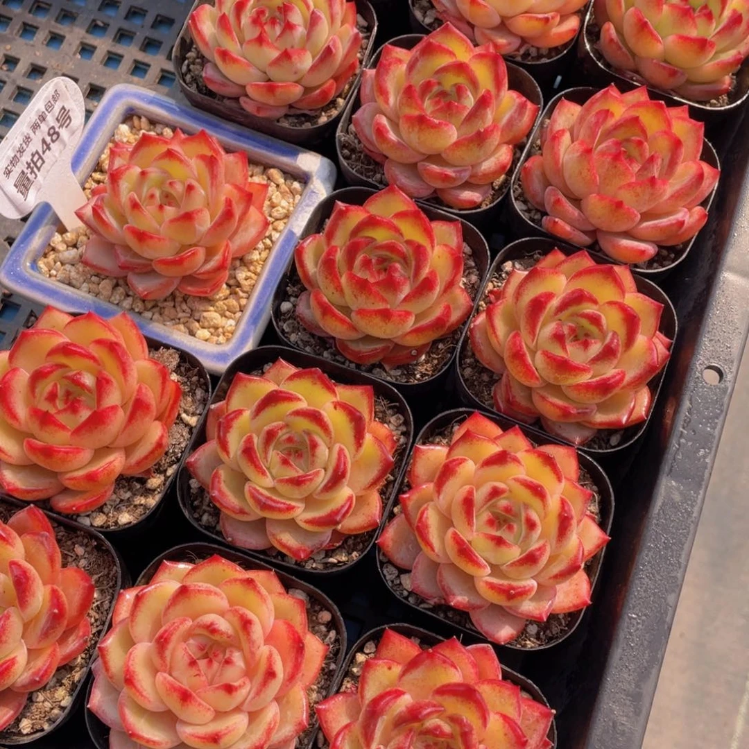 量拍48号 果冻黄体夜魔侠单头一个