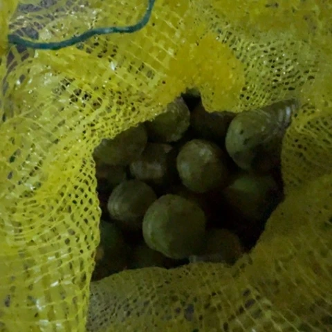 银S925文玩麻核桃青皮