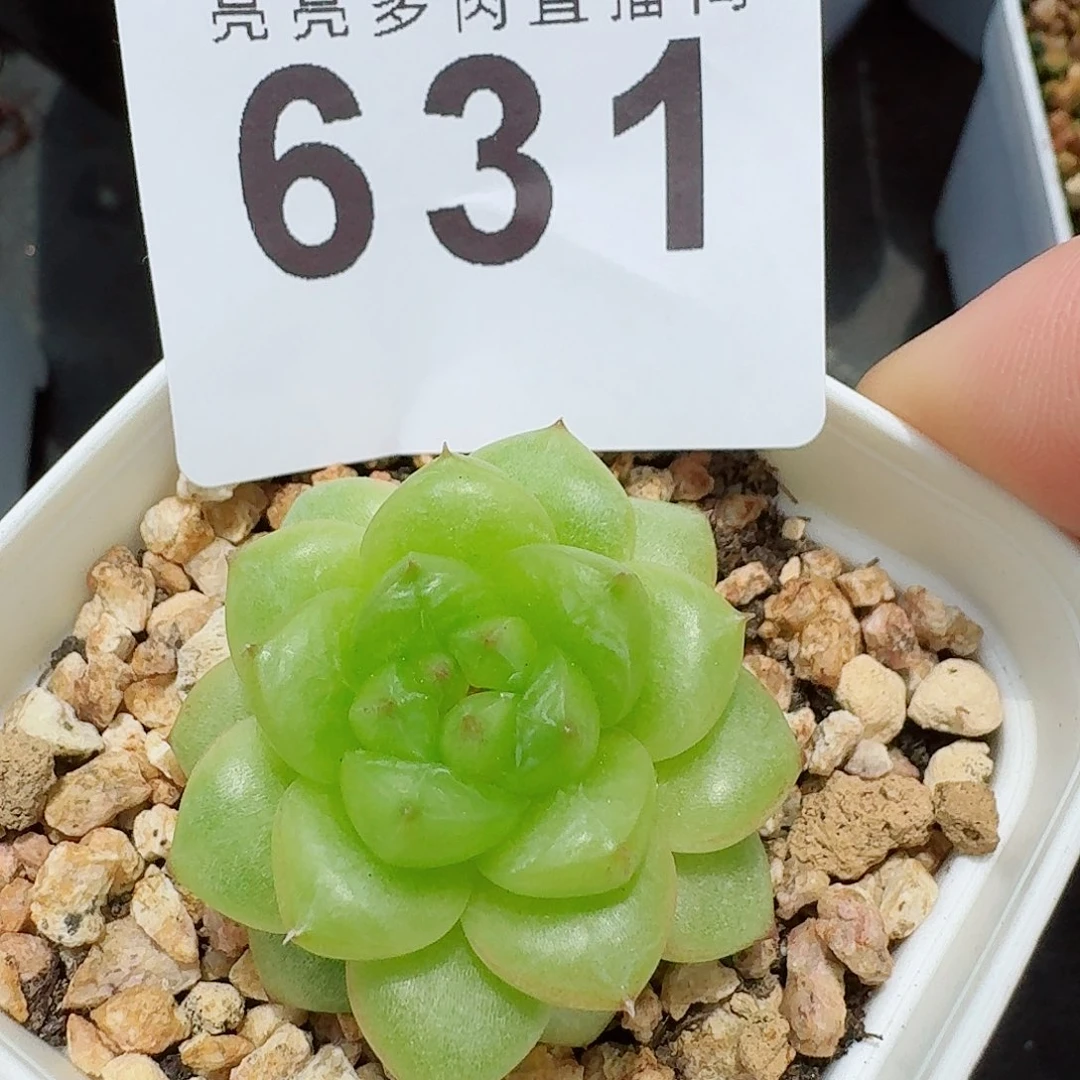 绿水鬼          开播福利