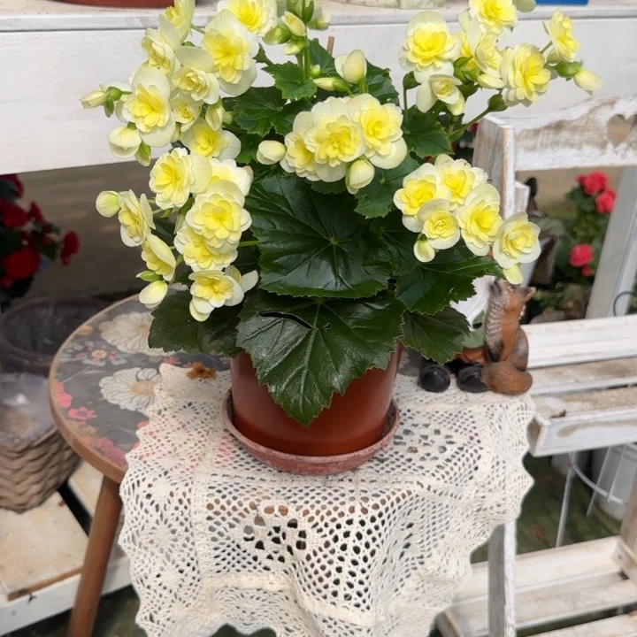 完全开放海莉鹅黄，路上落花不售后