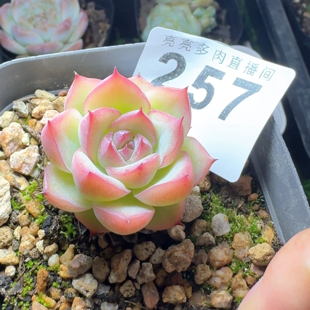 玉笛            精美多肉植物