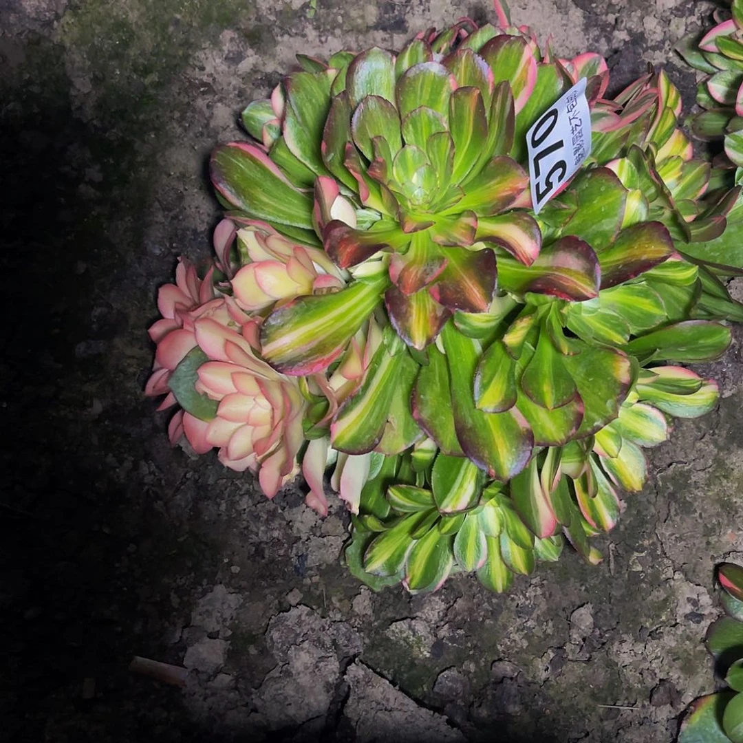 法师法师16-23包邮法师