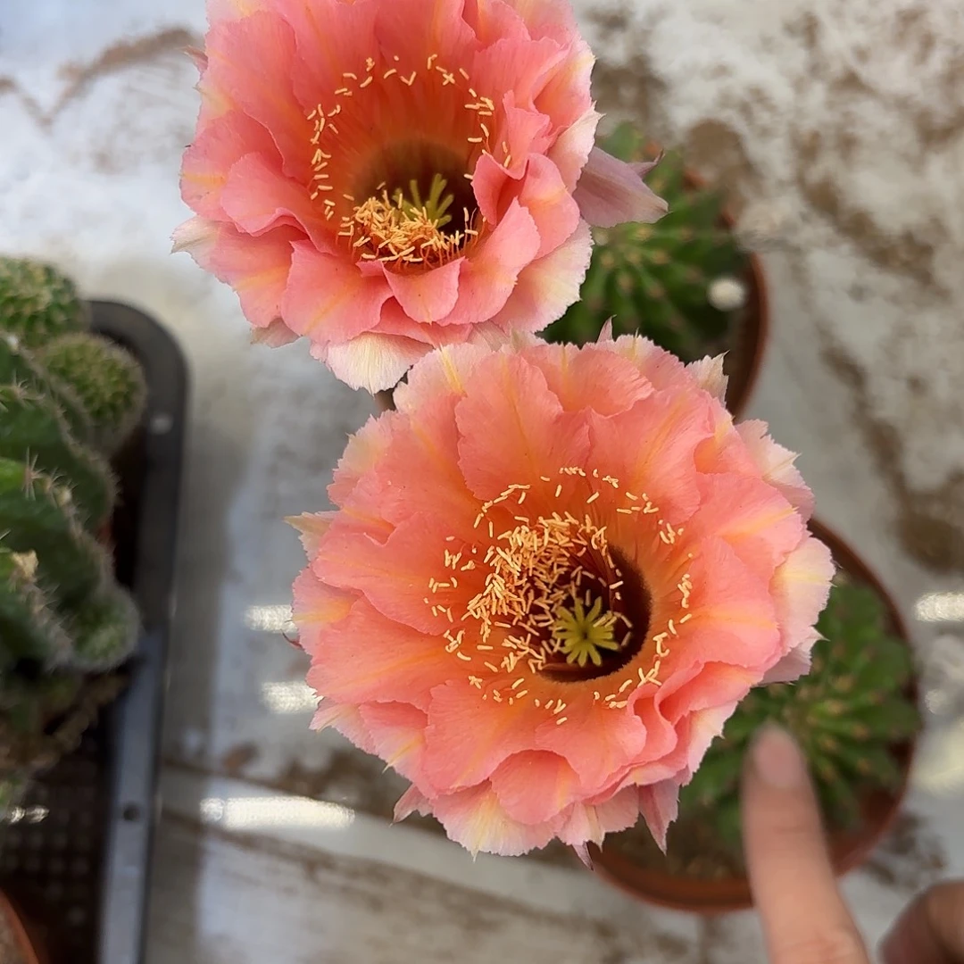 彩草126号5.5公分左右