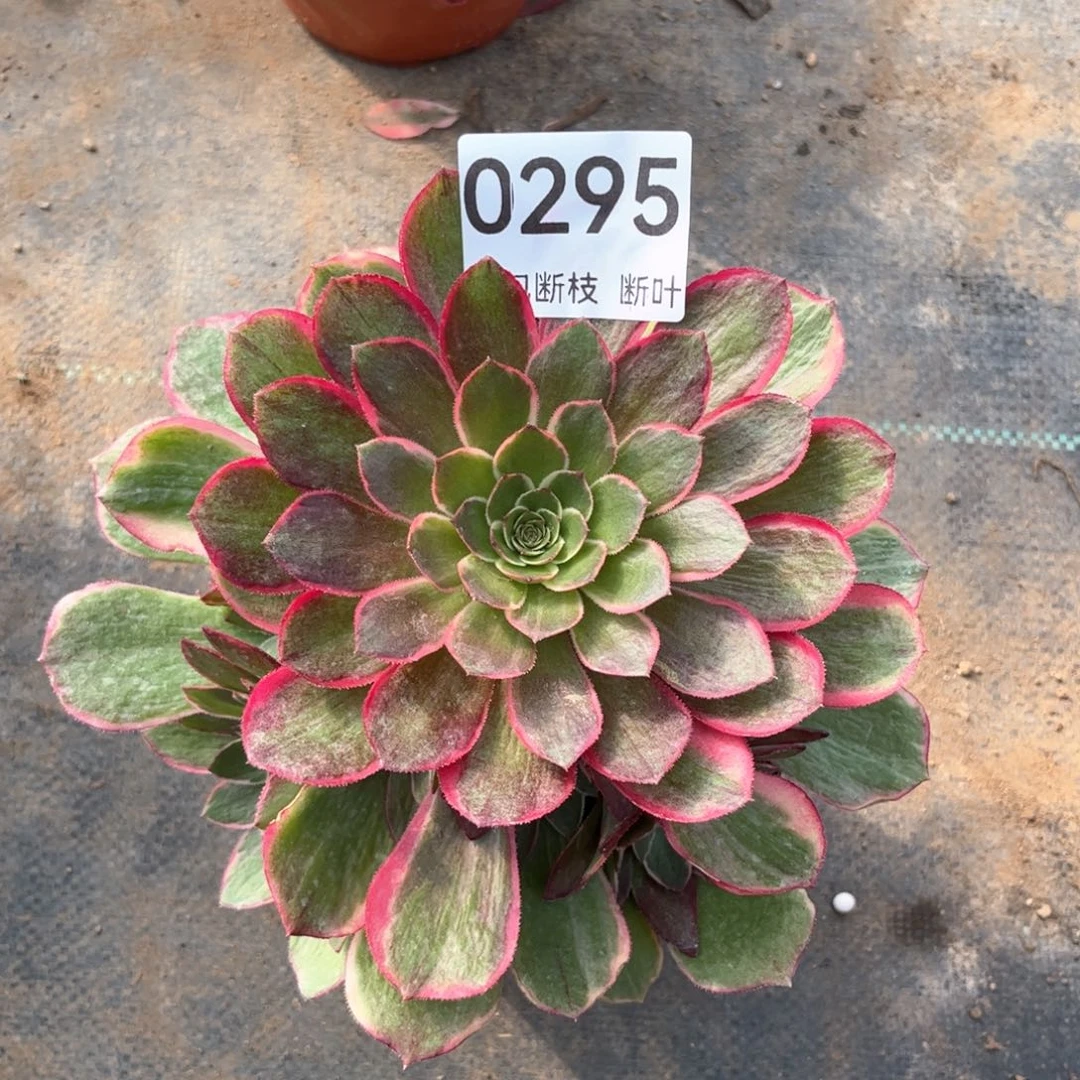 295号，粉花妖，脱土发货