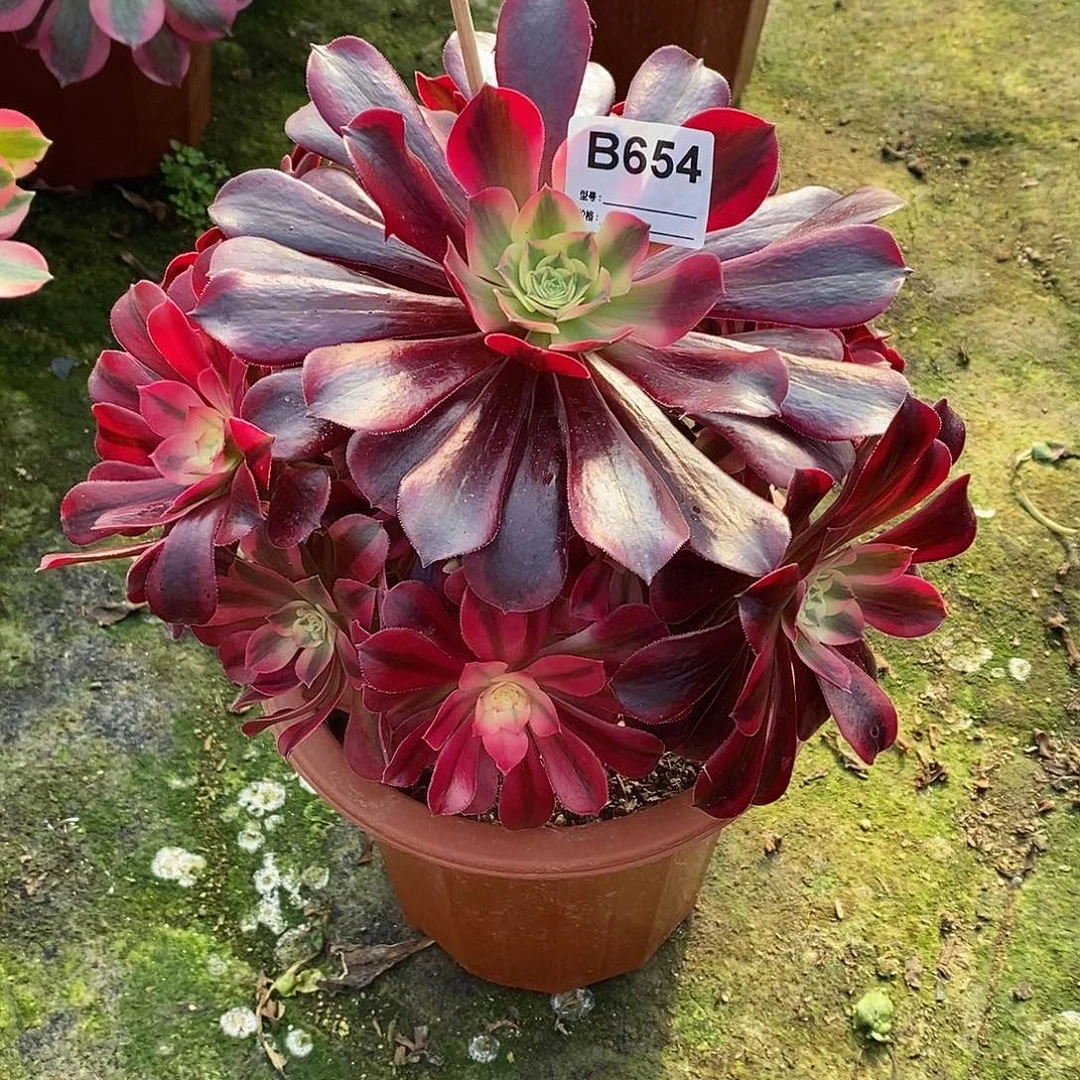 云***?美杜莎多肉植物654