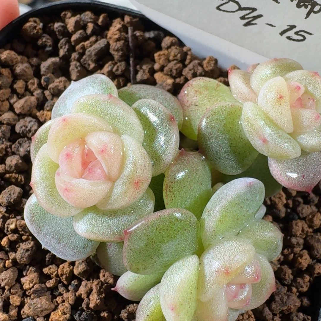 1118-15-小冤家三头