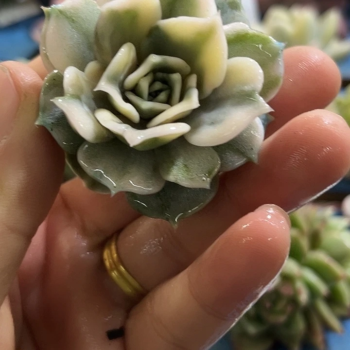60丽娜腹轮锦炸多肉植物
