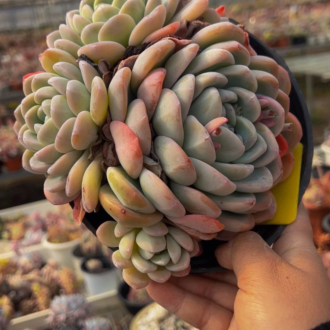 冰玉大盆五头起多肉