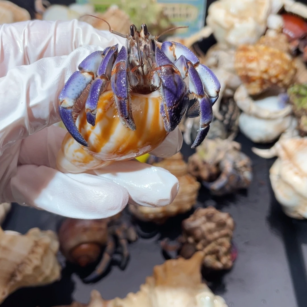 蜗居异宠寄居蟹9583，紫陆缺尖