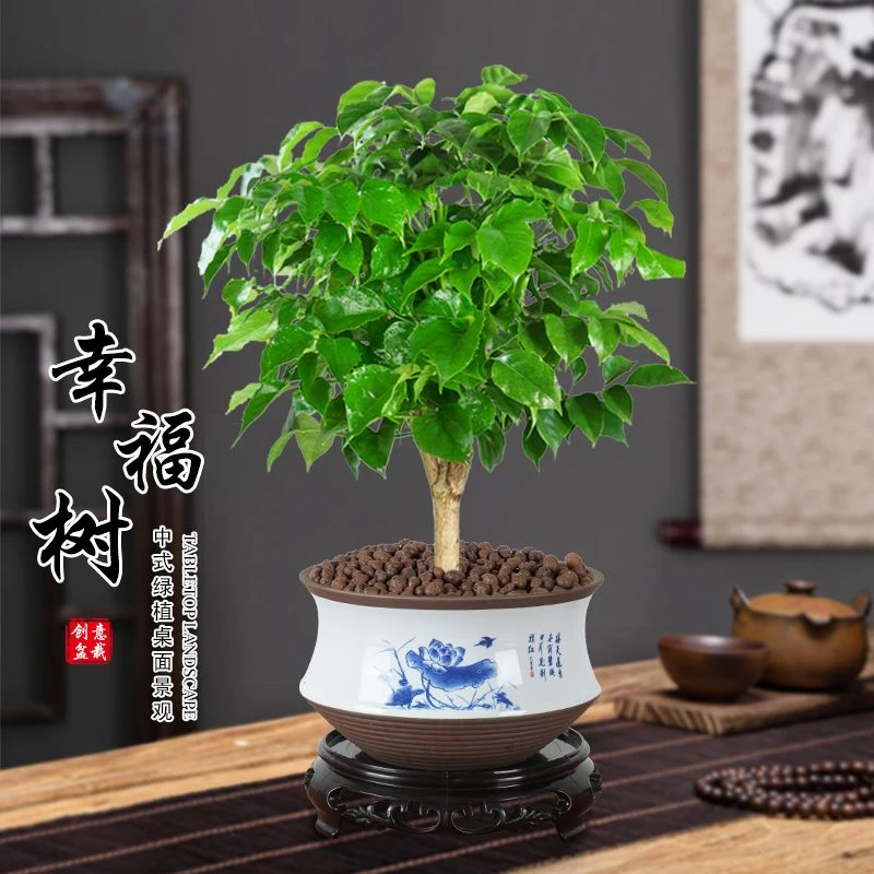 绿宝正品幸福树招财植物老桩粗杆客厅室内绿植阳台净化空气盆景