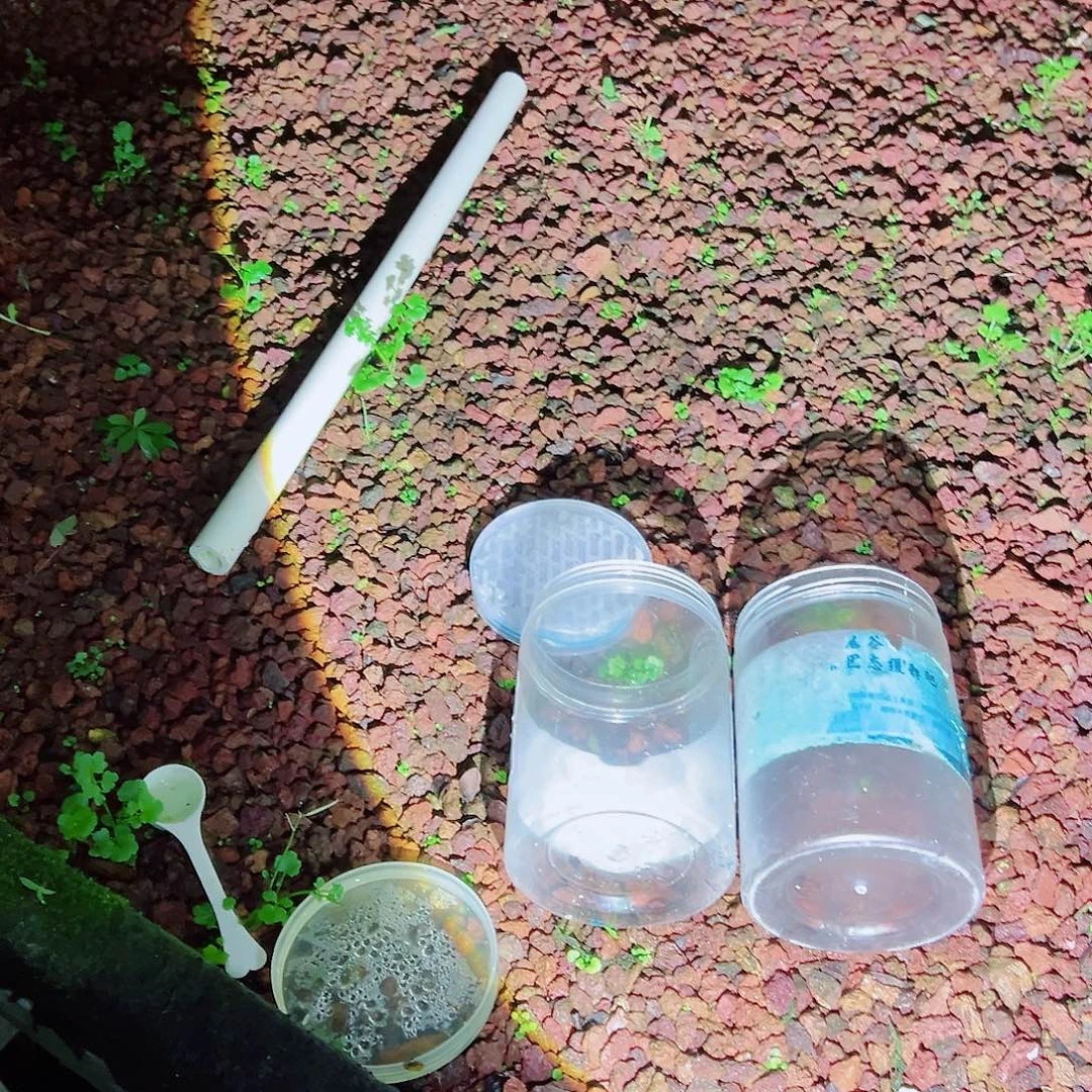 无花朵盆景皋月杜鹃叶面肥
