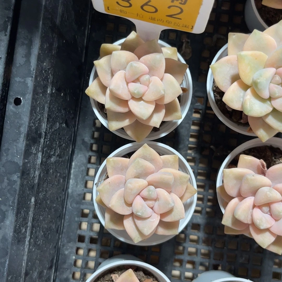 丞***宝云尘多肉一物一拍362