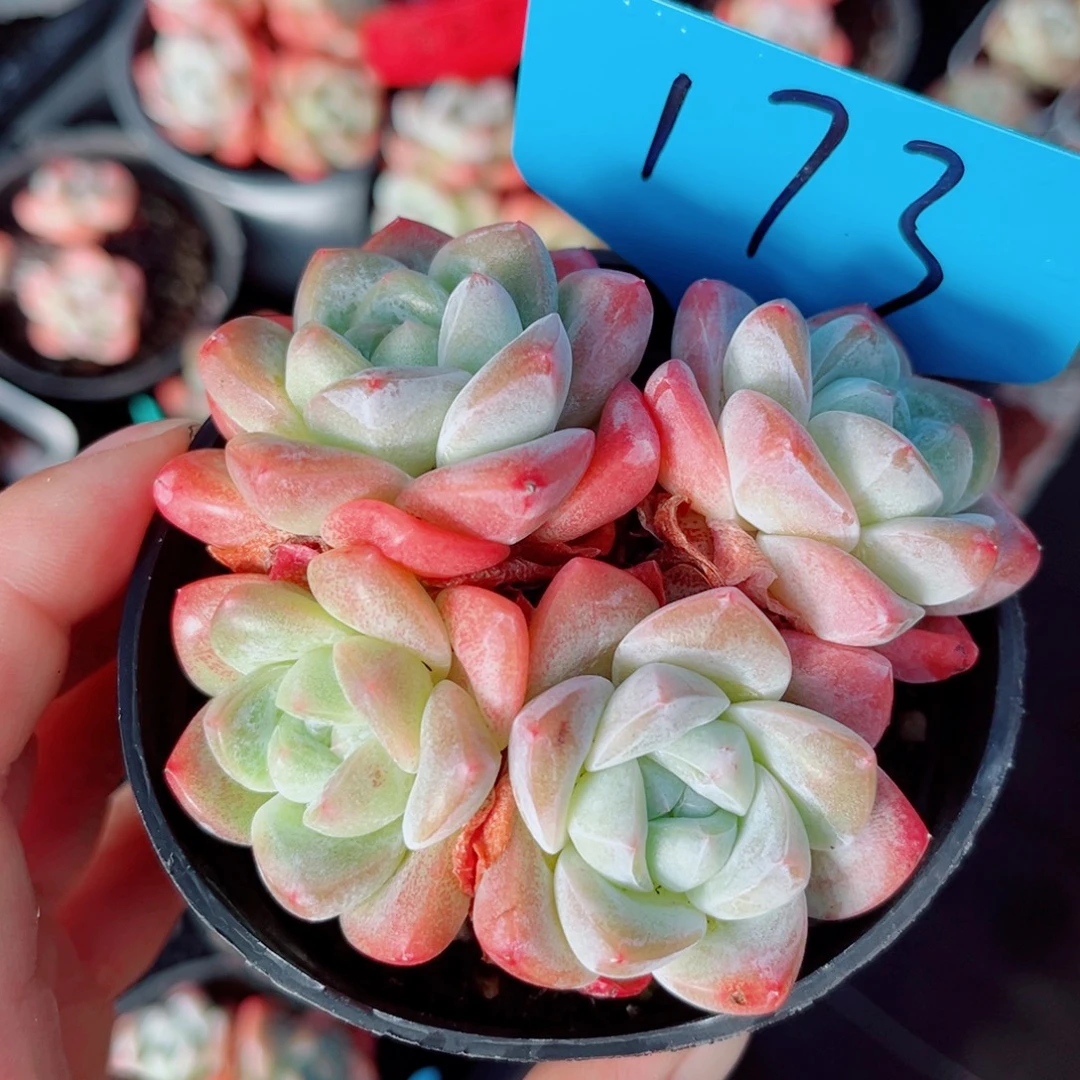 173号小老桩冰玉群9公分盆口