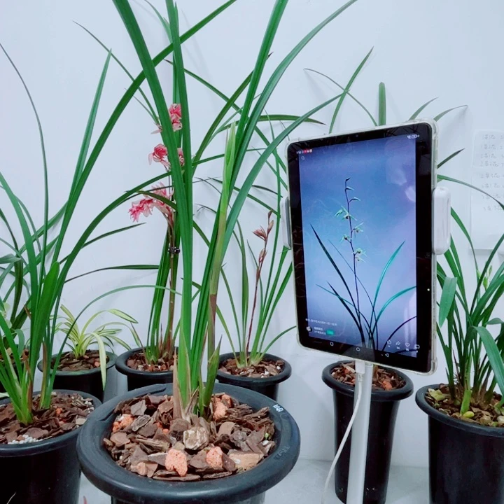 寒兰雪中红龙头一苗一花