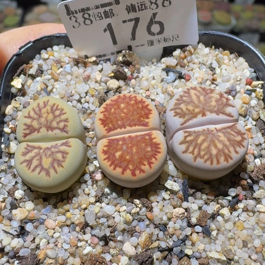 Ssssss便宜清货出176