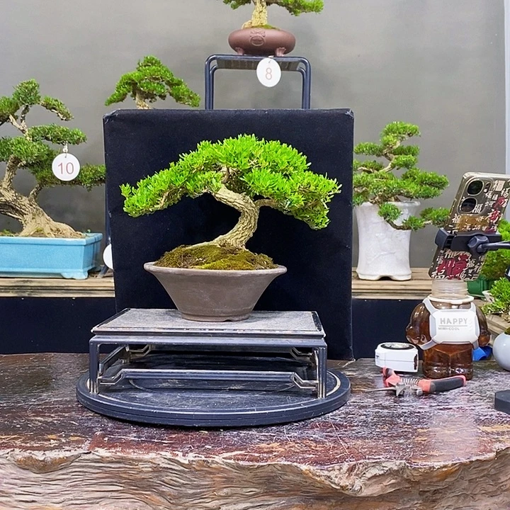 无花朵m黄杨盆景四季常青