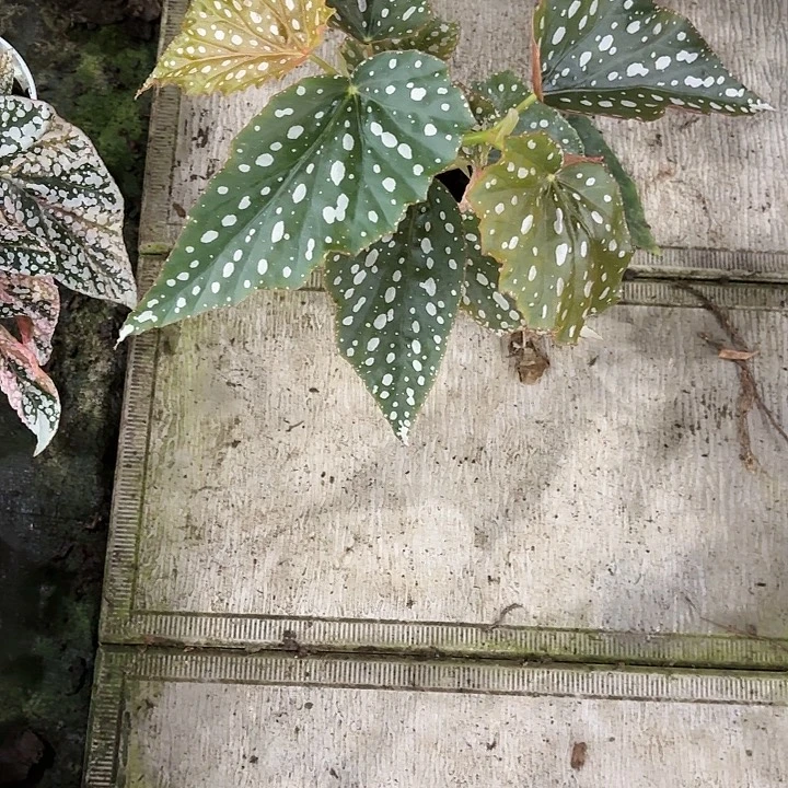 完全开放奶油塔塔