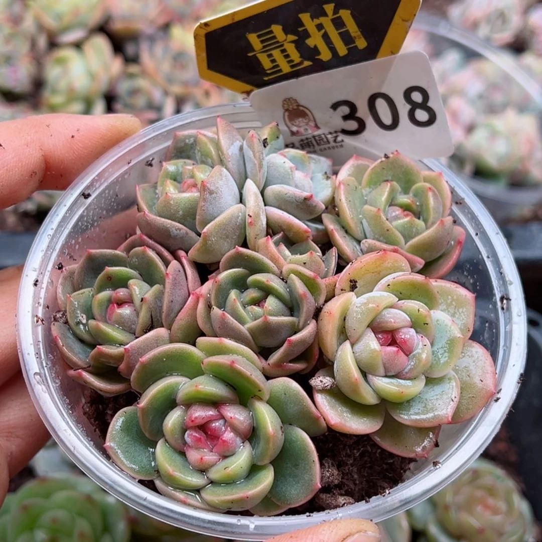 多肉植物多肉植物